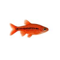 FISCH Zierfisch Roter Pfeffersalmler WF. ML-L