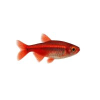 FISCH Zierfisch Roter Neon DNZ ML