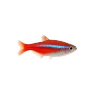 FISCH Zierfisch Roter Neon DNZ L