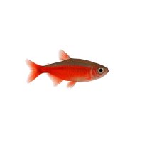 FISCH Zierfisch Roter Neon CNZ L-XL