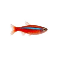 FISCH Zierfisch Roter Neon DNZXL