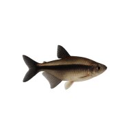 FISCH Zierfisch Trauermantelsalmler XL