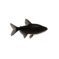 FISCH Zierfisch Trauermantelsalmler Mix DNZ XL