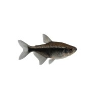 FISCH Zierfisch Trauermantelsalmler L