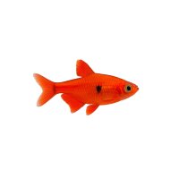 FISCH Zierfisch Feuertetra (H. amandae) L