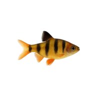 FISCH Zierfisch Schmucksalmler DNZ M