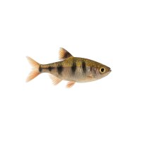 FISCH Zierfisch Schmucksalmler DNZ L