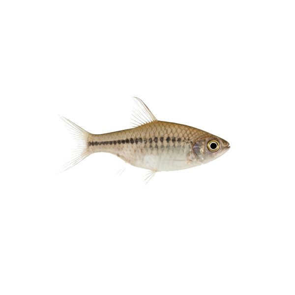 FISCH Zierfisch Weissfl. Schmucksalmler DNZML