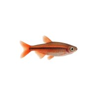 FISCH Zierfisch Glühlichtsalmler DNZ M