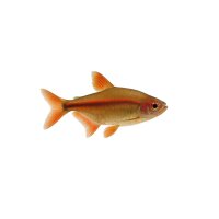 FISCH Zierfisch Amapa-Glühlichtsalmler DNZ XL...