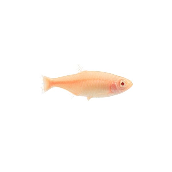 FISCH Zierfisch Albino Glühlichtsalmler M