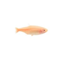 FISCH Zierfisch Albino Glühlichtsalmler M
