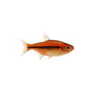 FISCH Zierfisch Glühlichtsalmler DNZ L