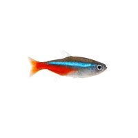 FISCH Zierfisch Neon-Blutsalmler INZML