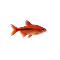FISCH Zierfisch Blutsalmler DNZ -Echte- M
