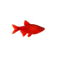 FISCH Zierfisch Blutsalmler DNZ=Echter= ML Super Red