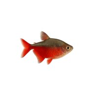FISCH Zierfisch Blutsalmler DNZ =Echter= XL