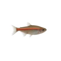 FISCH Zierfisch Schlusslichtsalmler L