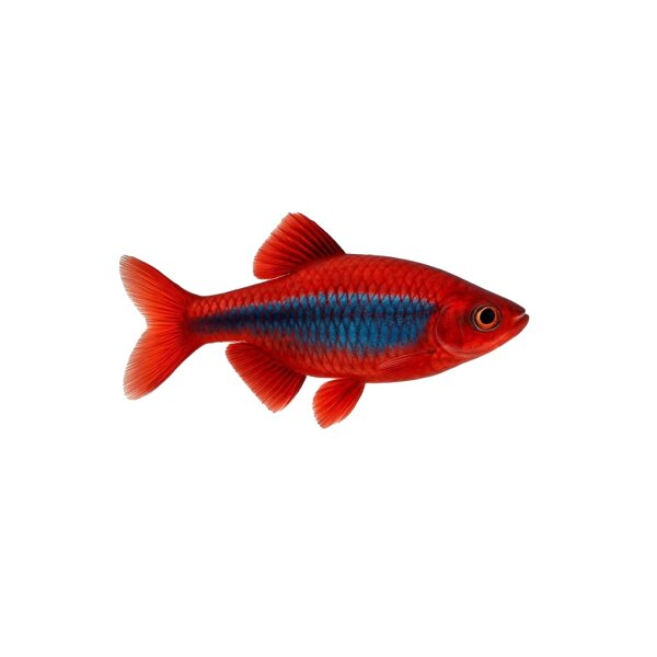 FISCH Zierfisch Rot-Blauer Kolumbianer ML