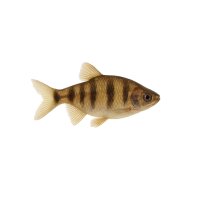 FISCH Zierfisch Blinder Höhlensalmler L-XL