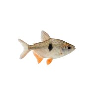 FISCH Zierfisch Rautenflecksalmler DNZML