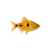 FISCH Zierfisch Gold Rautenflecksalmler DNZM