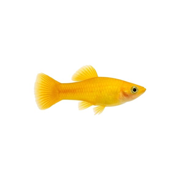 FISCH Zierfisch Roter von Rio Yellow DNZ L-XL