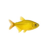 FISCH Zierfisch Zitronensalmler DNZ XL