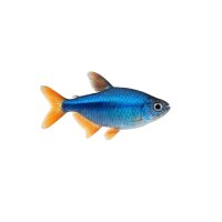 FISCH Zierfisch Lapis Tetra Wild ML (Hyph. cyanotaenia)