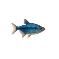 FISCH Zierfisch Lapis Tetra Wild L-XL (Hyph. cyanotaenia)