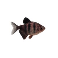 FISCH Zierfisch Brombeersalmler DNZM