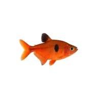 FISCH Zierfisch Serpaesalmler INZ ML