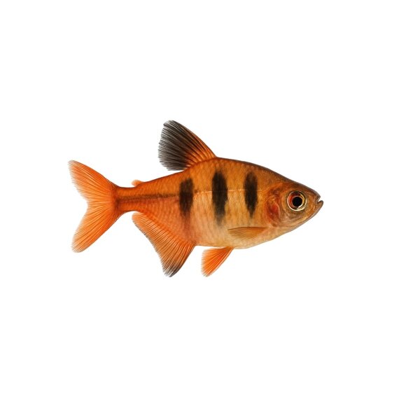 FISCH Zierfisch Schleier Serpaesalmler NZL
