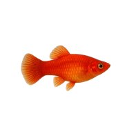 FISCH Zierfisch Roter von Rio DNZM