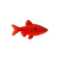 FISCH Zierfisch Roter von Rio DNZL