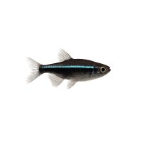 FISCH Zierfisch Schwarzer Neon DNZML