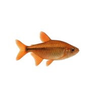 FISCH Zierfisch Kupfersalmler DNZ ML