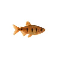 FISCH Zierfisch Kupfersalmler DNZL