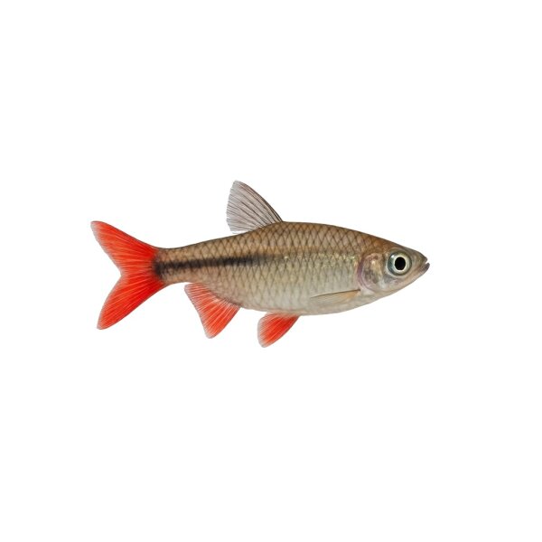 FISCH Zierfisch Blutschwanzsalmler Wild XL