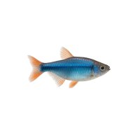 FISCH Zierfisch Königsalmler Super Blue L
