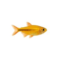 FISCH Zierfisch Gold-Tetra/Sonnensalmler ML