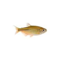 FISCH Zierfisch Messingsalmler / Glanz Tetra L