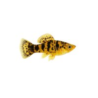 FISCH Zierfisch Peugeot Salmler DNZ XL
