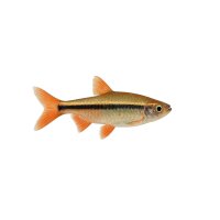 FISCH Zierfisch Königsalmler INZ M