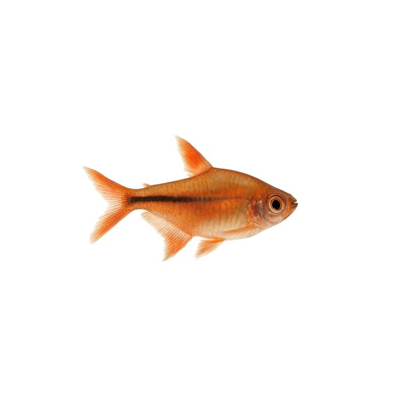 FISCH Zierfisch Phönixsalmler DNZL (Hyphessobrycon filamentosus)