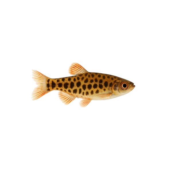 FISCH Zierfisch Kaffeebohnensalmler Wild L-XL