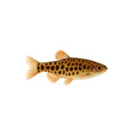 FISCH Zierfisch Kaffeebohnensalmler Wild L-XL