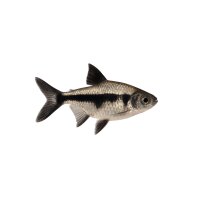 FISCH Zierfisch Black Arrow Königsalmler DNZ ML