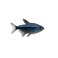 FISCH Zierfisch Blauer Tapajos Salmler DNZML...