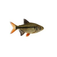 FISCH Zierfisch Procyon Salmler DNZL